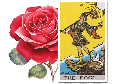 The Rose in The Fool