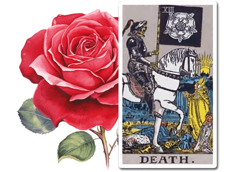 The Rose in Death